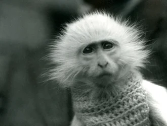 Albiino Old World Monkey, suvun Theropithecus, villapaita yllään Lontoon eläintarhassa heinäkuussa 1922 (bw kuva)